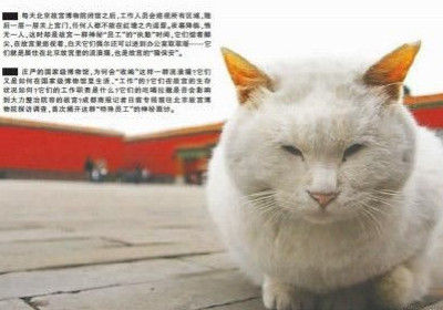 猫咪快视最新版，探索全新的猫咪视觉体验世界