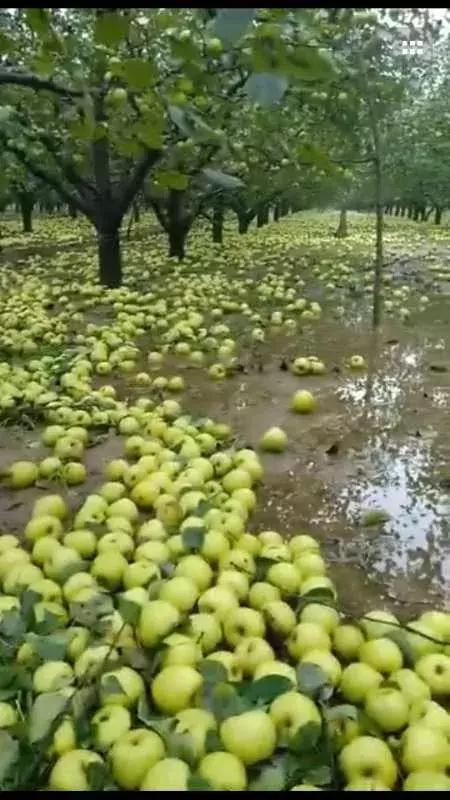 宿州大暴雨最新消息，暴雨影响及应对措施