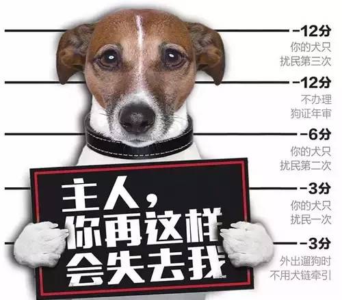 偷狗最新消息，揭示偷盗犬只现象的深层原因与应对之策